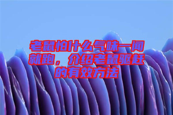 老鼠怕什么氣味一聞就跑，介紹老鼠驅趕的有效方法